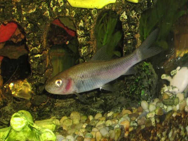 p7140019m